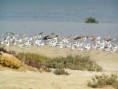 /album/photo-gallery-homepage1/crab-plovers-2-emirates-dec-2005-jpg1/